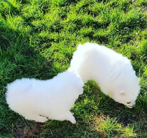 Német spicc kutyák már elvihetők  - kép 7