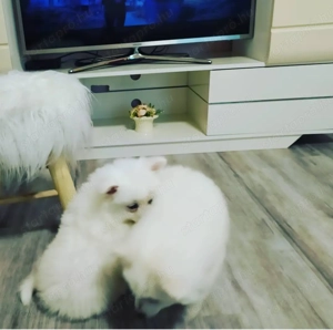 Német spicc kutyák már elvihetők  - kép 5