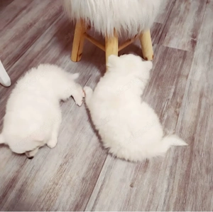 Német spicc kutyák már elvihetők  - kép 6