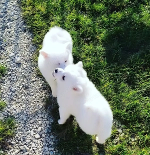 Német spicc kutyák már elvihetők  - kép 8