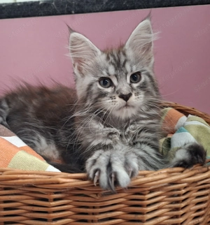 Maine Coon kandúr kisfiú cica
