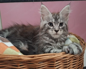 Maine Coon kandúr kisfiú cica - kép 3