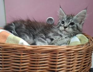 Maine Coon kandúr kisfiú cica - kép 4