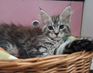 Maine Coon kandúr kisfiú cica - kép 2