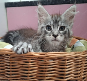 Maine Coon kandúr kisfiú cica - kép 5