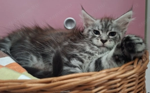 Maine Coon kandúr kisfiú cica - kép 7