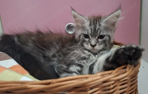 Maine Coon kandúr kisfiú cica - kép 8