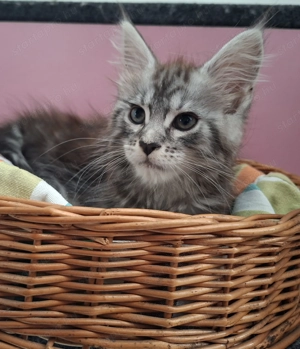 Maine Coon kandúr kisfiú cica - kép 9