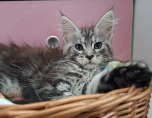 Maine Coon kandúr kisfiú cica - kép 6