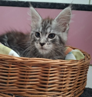 Maine Coon kandúr kisfiú cica - kép 10