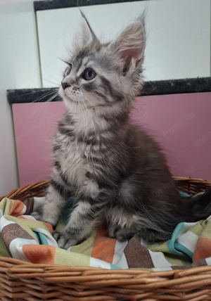 Maine Coon kandúr kisfiú cica - kép 11