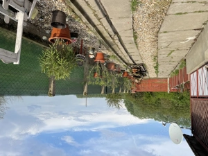 Eladó Ház Merk Szabolcs Szatmár Bereg megyebe 12 km Nagykarolybol - kép 4