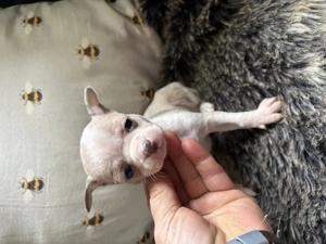 Tündérkerti Manó Fci kennel