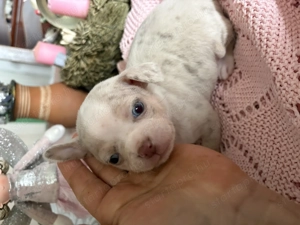 Tündérkerti Manó Fci kennel - kép 2