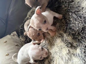 Tündérkerti Manó Fci kennel - kép 4