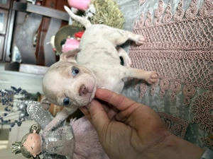 Tündérkerti Manó Fci kennel - kép 5