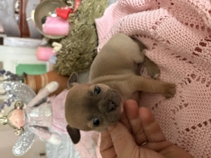 Tündérkerti Manó Fci kennel - kép 3