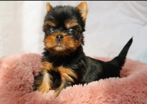 Mini méretű yorkshrie terrier kölykök  - kép 4