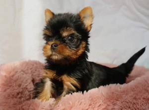 Mini méretű yorkshrie terrier kölykök  - kép 2