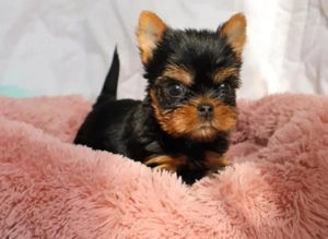 Mini méretű yorkshrie terrier kölykök  - kép 3