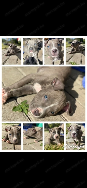 Amerikai Stafford Kiskutyák 