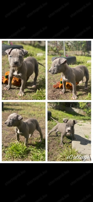 Amerikai Stafford kisbabák 