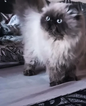 Eladó, 7-hós ivaros, Törzskönyvvel, oltásokkal, chippel rendelkező, Himalája perzsa hatalmas termetű - kép 2