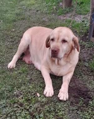 5 éves labrador szuka ingyen elvihető - kép 2