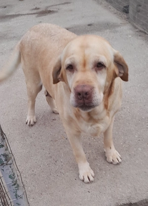 5 éves labrador szuka ingyen elvihető