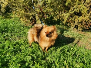 3,5 éves spicc szuka kutya - kép 2