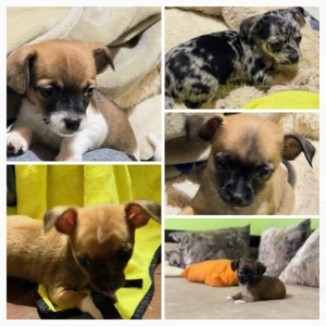   Csivava babák gazdit keresnek!  