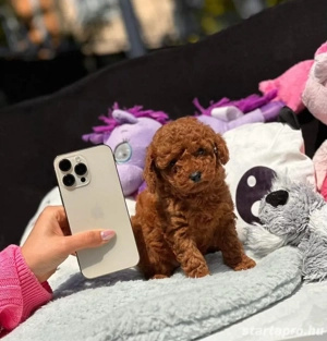   toy uszkár kiskutyák   - kép 4