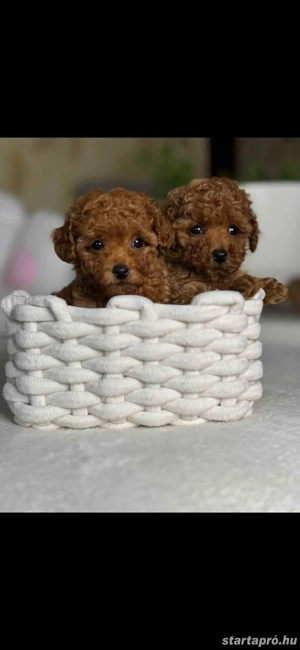   toy uszkár kiskutyák   - kép 3