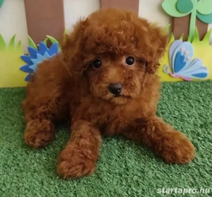   toy uszkár kiskutyák   - kép 2