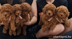   toy uszkár kiskutyák  