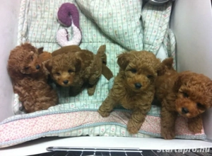   toy uszkár kiskutyák  