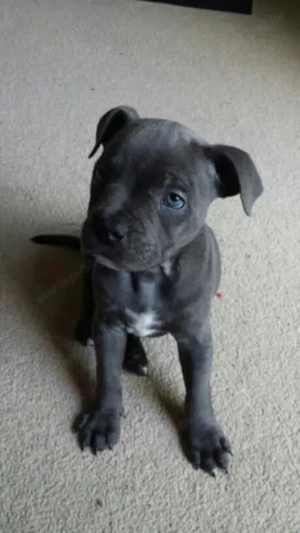 Staffordshire bullterrier kiskutyák