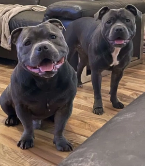 Staffordshire bullterrier kiskutyák - kép 4