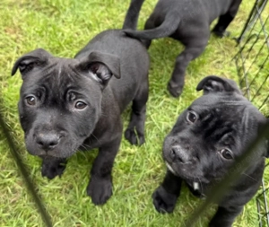 Staffordshire bullterrier kiskutyák - kép 3
