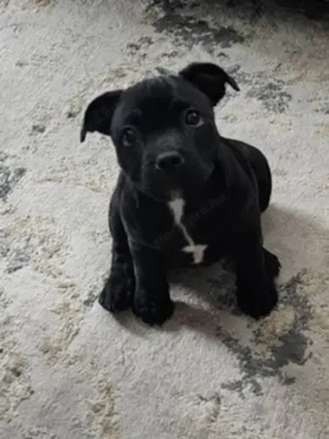 Staffordshire bullterrier kiskutyák - kép 2