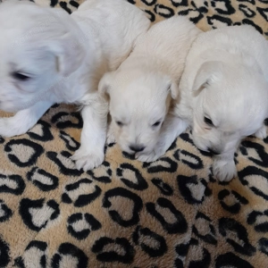 Maltipoo kiskutyák költöznének. - kép 2