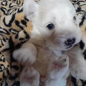 Maltipoo kiskutyák költöznének. - kép 3