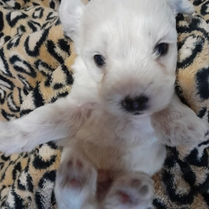 Maltipoo kiskutyák költöznének. - kép 4