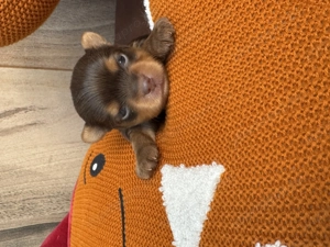 Csokoládé színű yorki fiúk - kép 3