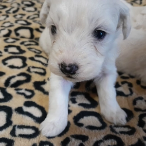 Maltipoo kiskutyák költöznének. - kép 5