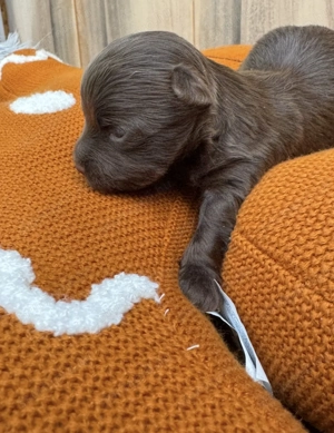 Csokoládé színű yorki fiúk - kép 2