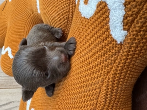 Csokoládé színű yorki fiúk - kép 4