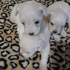 Maltipoo kiskutyák költöznének. - kép 6