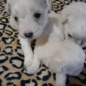 Maltipoo kiskutyák költöznének. - kép 7