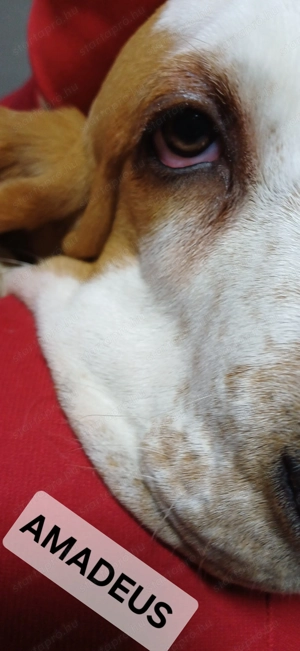 Eladó Basset Hound kiskutyák  - kép 11